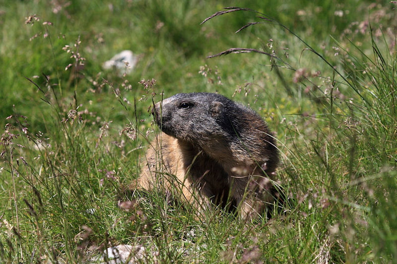 Marmotte svizzere - Spielboden